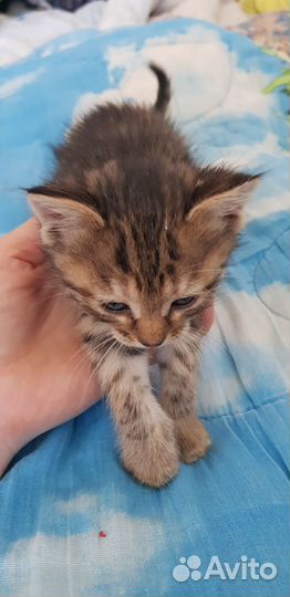 Сибирские котята