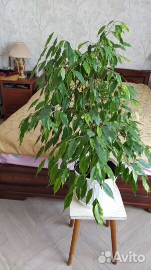 Фикус Бенджамина 90см