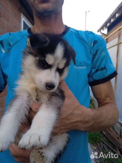 Щенки сибирской хаски