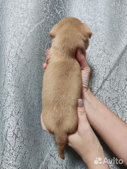 Щенки чихуахуа