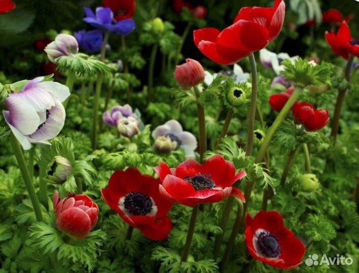 Анемона ди Каен клубни микс