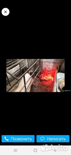 Станок для опороса