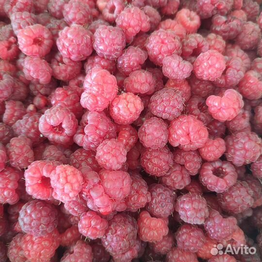 Малина ягоды свежая