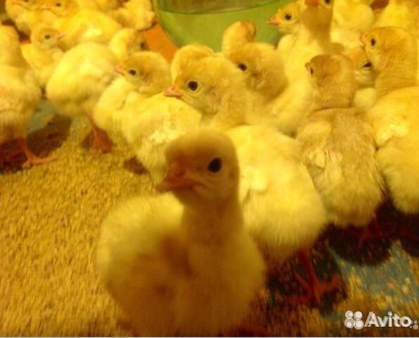 Цыплята бройлера, индейки, муларды, индоутки и т