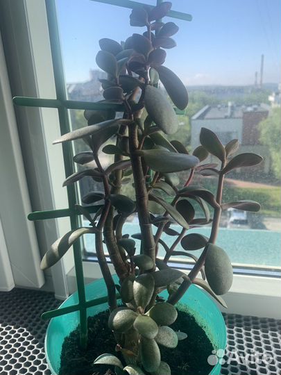 Толстянка или денежное дерево