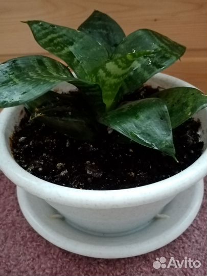 Сансевиерия Ханни очиститель воздуха