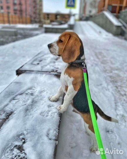 Выгул собак