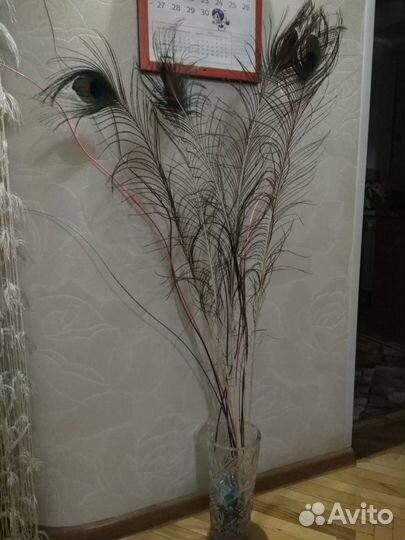 Перо павлина