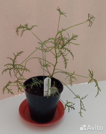 Пеларгония герань душистая 22 аромата