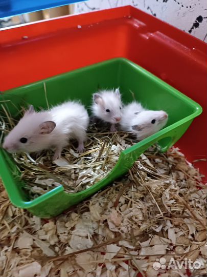 Сирийский хомяк