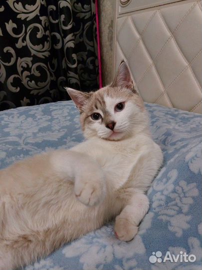 Котик в добрые руки
