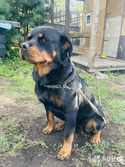 Щенки ротвейлера