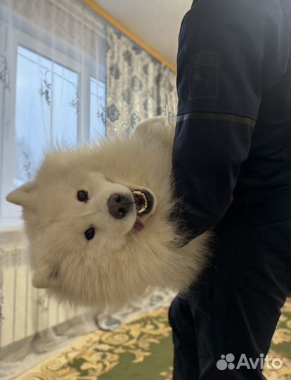 Вязка самоед