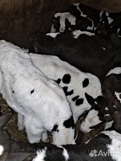 Телята на откорм