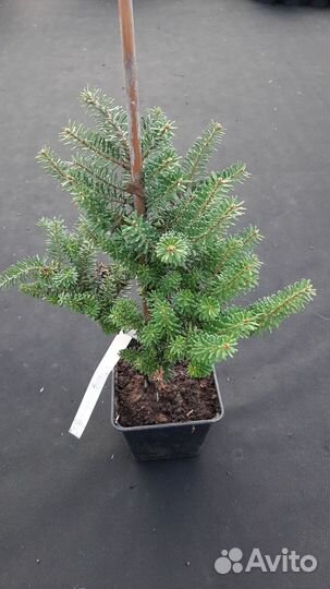 Пихта 3 сорта