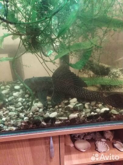 Сомики птеригоплихт