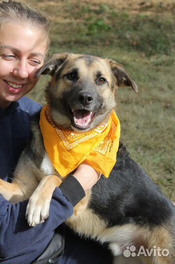 Собака в добрые руки