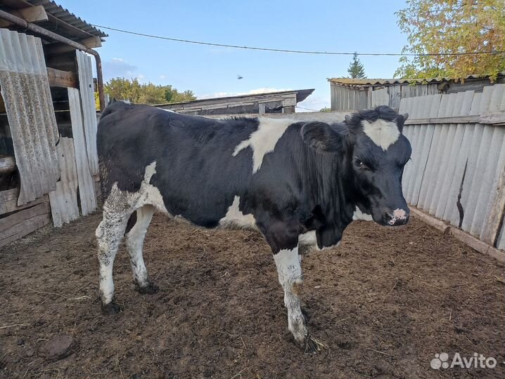 Тёлка на племя