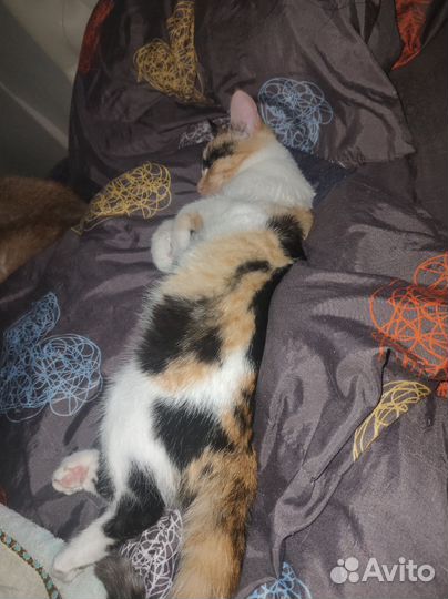 Кошка в дар бесплатно