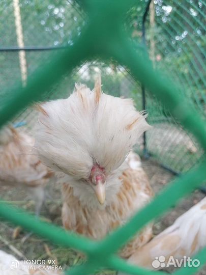 Падуан Петушок Шамоа