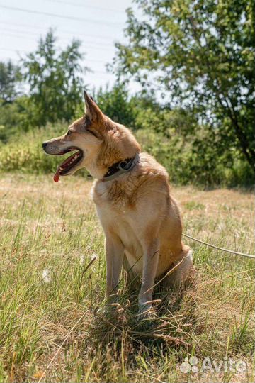 Собака в добрые руки