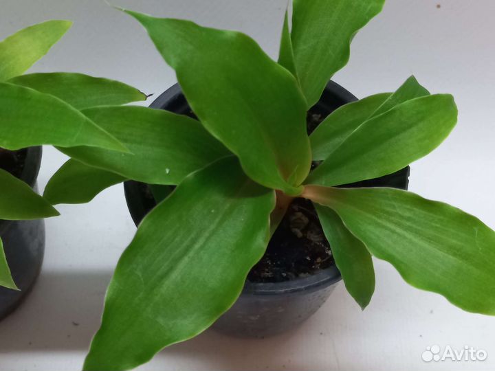 Хлорофитум оранж