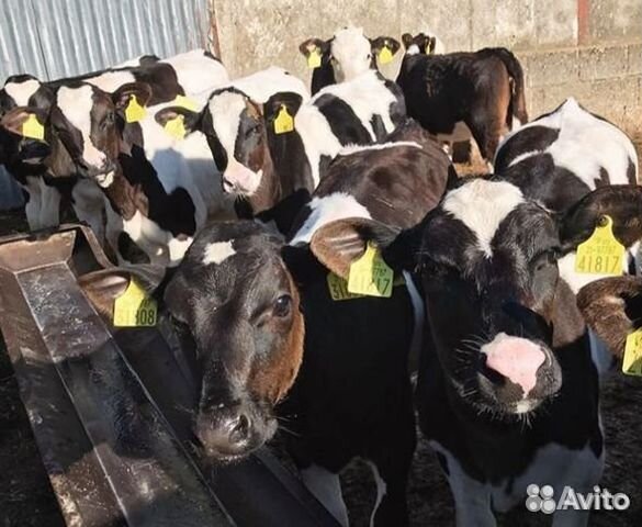 Бычки от 1 месяца