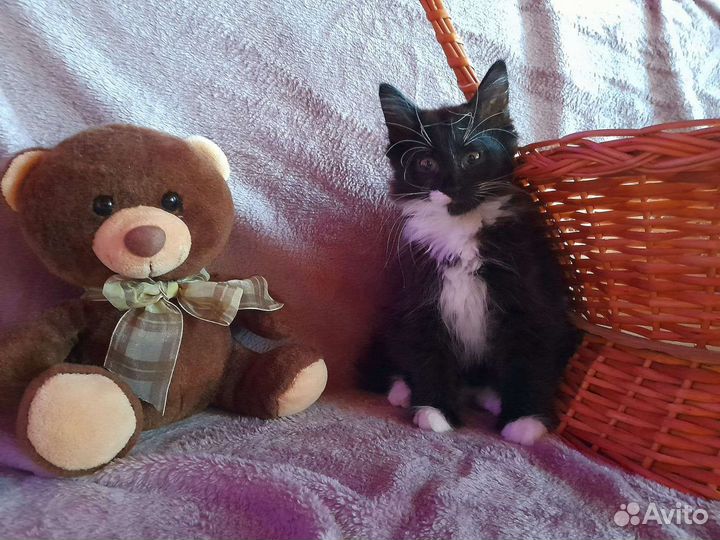 Три девочки крысоловки 1.5 мес