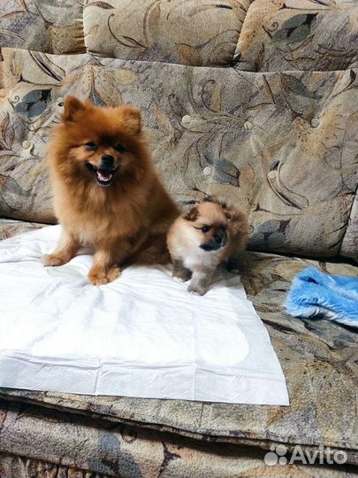 Щенки шпица