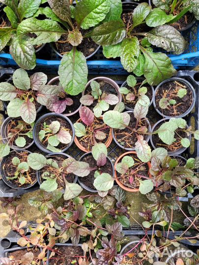 Живучка ползучая 3 сорта