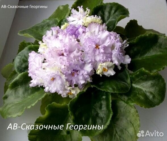 Фиалки, стрептокарпусы сортовые