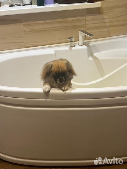 Потерялась собака