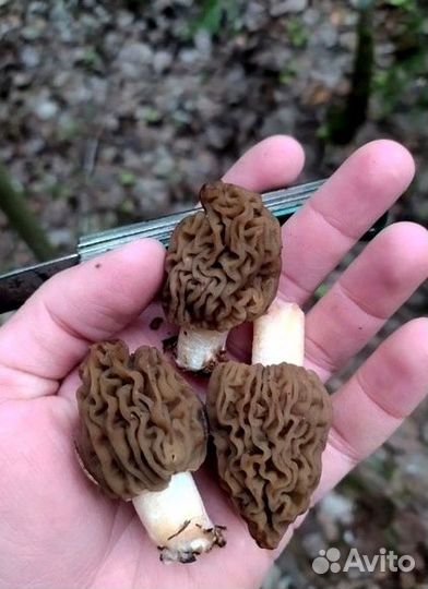 Гриб сморчок