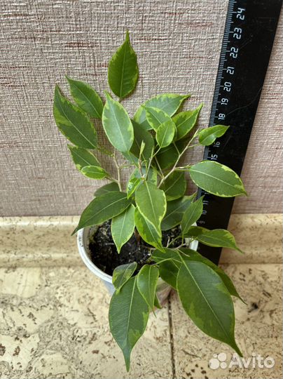 Фикус бенджамина пестролистный Кинки