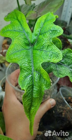 Алоказия Жаклин