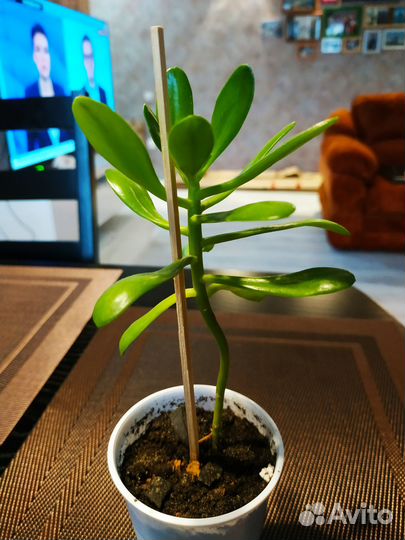 Кактусы и суккуленты по 150