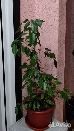 Фикус Бенджамина