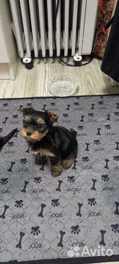 Йоркширский терьер