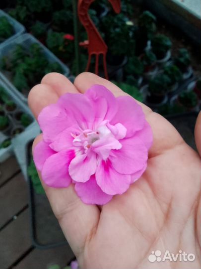 Пеларгония герань Сереневый тутан