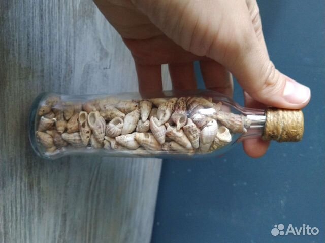 Ракушки из Новороссийска