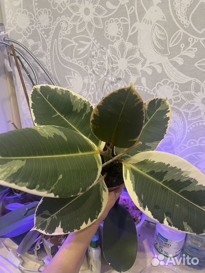 Фикус эластика тинеке