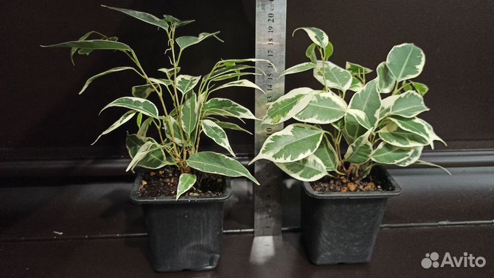 Фикус бенджамина пестролистный