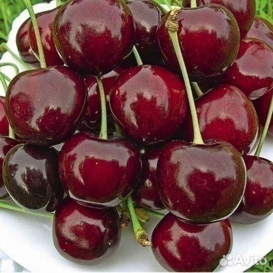 Саженцы черешни Бигарро Бурлат