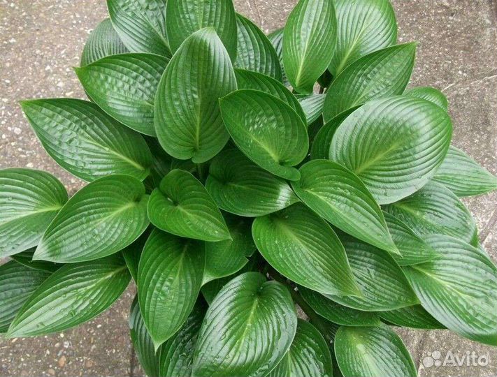 Коллекционные хосты