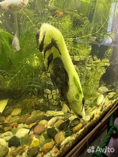 Сомики анциструсы