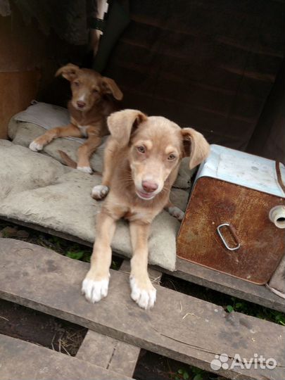 Отдам рыженьких щенков-девочек