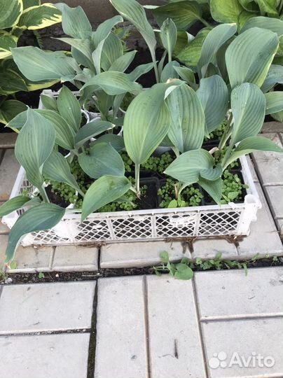 Хоста голубая