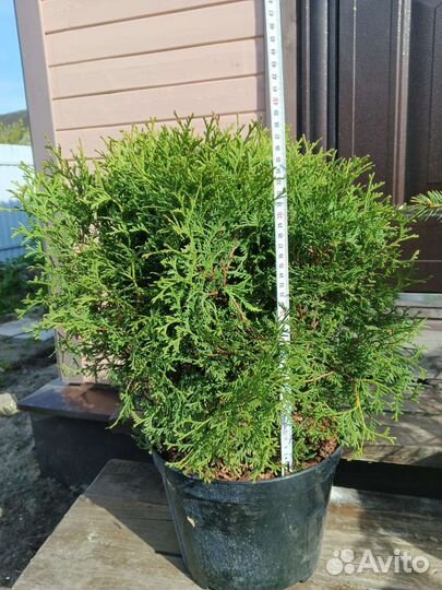 Туя тини тим