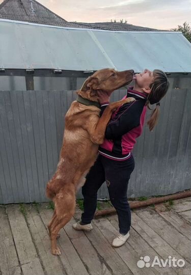 Собаки бесплатно в добрые руки щенки