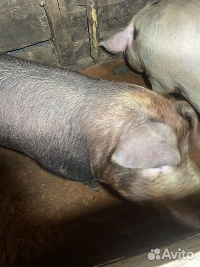 Дюрок кабан